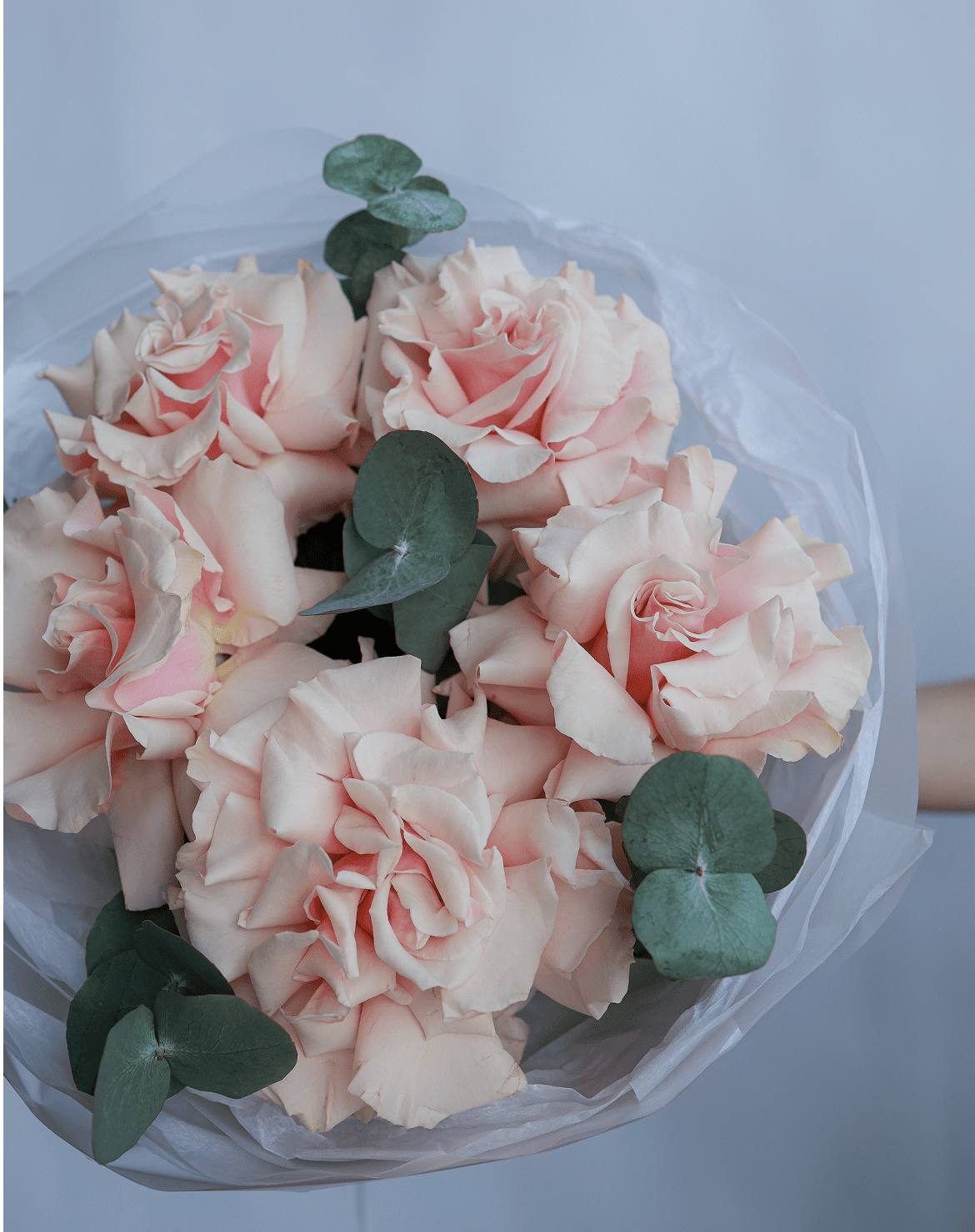 купить розовые розы с доставкой на ходынке